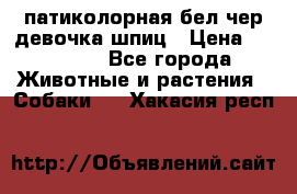 патиколорная бел/чер девочка шпиц › Цена ­ 15 000 - Все города Животные и растения » Собаки   . Хакасия респ.